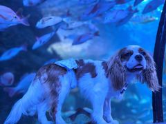 -太平洋海底世界