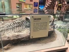 -陕西自然博物馆