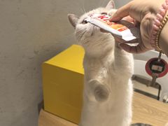-藏猫猫咖啡主题馆(中央大道店)