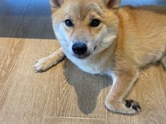 -南京Hallo宠物乐园·哈罗犬舍·柴犬繁育基地