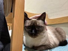 -藏猫猫咖啡主题馆(中央大道店)