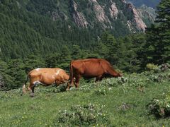-芦芽山旅游度假区