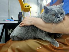 -宠福鑫康馨动物医院·骨科·眼科
