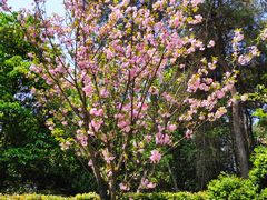 -铁山坪森林公园