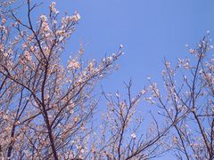 -杭州植物园