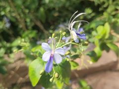-中国科学院华南植物园