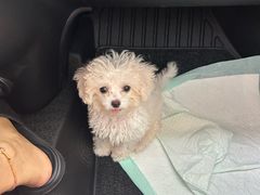 -瑞派宠物医院·犬猫全科·猫友好(宾水西道店)