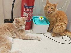 -藏猫猫咖啡主题馆(中央大道店)