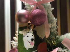 -Husky Go! 哈士奇体验馆·宠物咖啡厅狗咖