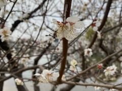 -石家庄市植物园