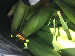 -南汇老顾农家乐采摘大团水蜜桃采摘店