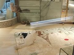 -momokira米努特·德文卷毛猫·棉花面纱犬