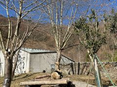 -卧龙中华大熊猫苑神树坪基地