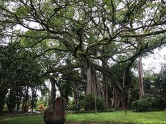 -瑞丽独树成林风景区