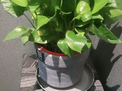 -凤凰园烤鸭店·唐山菜·传承花椒肉(老唐丰路店)