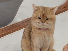 -共舞时光猫咖·狗咖(新街口店)