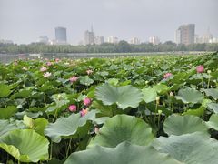 -莲花池公园