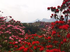-贵州百里杜鹃风景名胜区