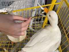 -浣熊柯尔鸭土拨鼠·电玩咖