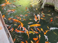 -南宫五洲植物乐园