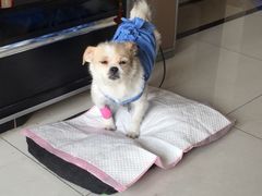 -瑞鹏宠物医院·爱宠堂·骨外专科(西荷分院)