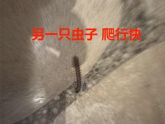 -三亚亚龙湾人间天堂鸟巢度假村