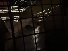 -瑞派·关忠动物医院·猫专科·犬专科(三环新城店)