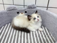 -1013 PET SHOP精品宠物商店(丁香店)