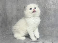 -小猫来了·猫舍(红山六九七九店)