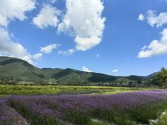 -腾冲北海湿地