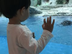 -帝企鹅自助餐厅•儿童岛•真企鹅(长隆企鹅酒店)