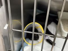 -爱侣·安琦尔宠物医院·中兽医针灸·心内科·狂犬免疫点(宝山区院)