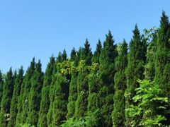 -羊山湖公园