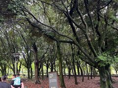 -汉拿树木园