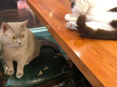 -猫小院猫主题餐厅(三里屯店)