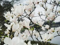 -上海辰山植物园