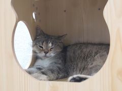 -猫色咖啡·猫咖