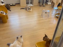 -有喵·猫咖·狗咖·30几只猫10只小狗(岗厦店)