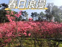 -花博汇(知音花月夜)