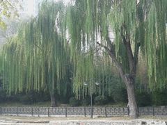 -紫竹院公园冰场