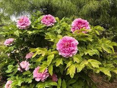 -国家植物园南园