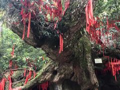 -炎陵县神农谷国家森林公园