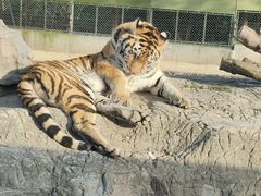 -上海野生动物园