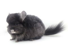 -龙猫仔乐园(惠福东路店)