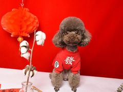 -读宠于你·约克夏比熊·睫角守宫·爬宠售卖(高新店)