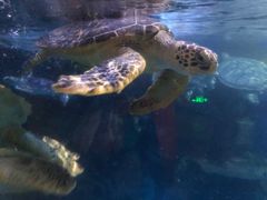 -烟台海昌鲸鲨海洋公园