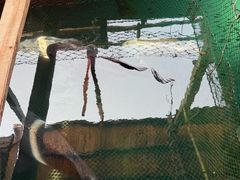 -蓝湾碧波·老字号·疍家非遗海上餐厅