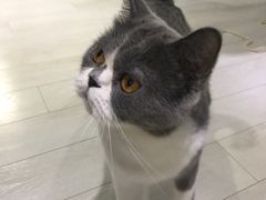 -喵的天空名猫咖啡馆·撸猫·猫舍·用品