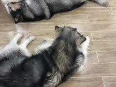 -李小姐の猫咖啡馆(五角场店)