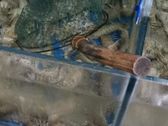 -宾朋海鲜特色美食餐厅·纯手工鲅鱼水饺(兴海路店)